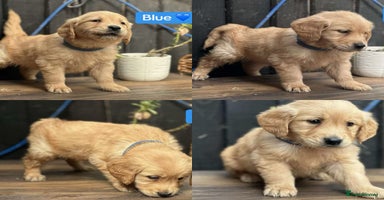 Golden Retriever dogs - Advert 1