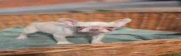 French Bulldog dogs for sale: 4 BEAUTIFUL FRENCH BULLDOGS FOR CHEAP!!!! - Advert 20