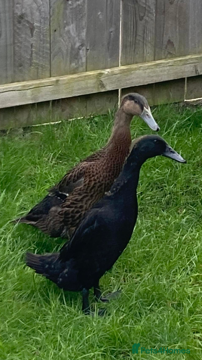 Waterfowl poultry Runner Ducks - 10 weeks old - Advert 9