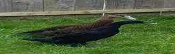 Waterfowl poultry for sale: Runner Ducks - 10 weeks old in Blyth - Advert 1