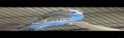 Budgerigars birds for sale: Breeding cages with budgies in Plymouth - Advert 4