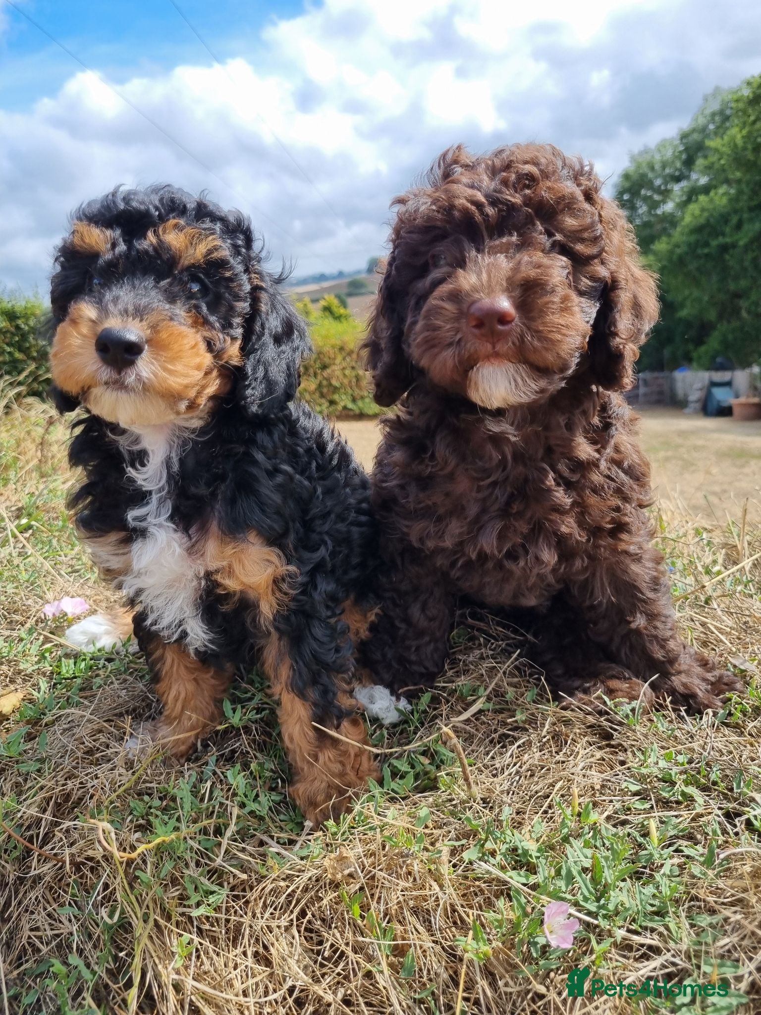 Miniature Poodle dogs Gorgeous KC DNA clear 5 ⭐️ Mini Poodles - Advert 1