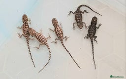 Dragon reptiles for sale: Baby Bearded Dragons  - Image 1