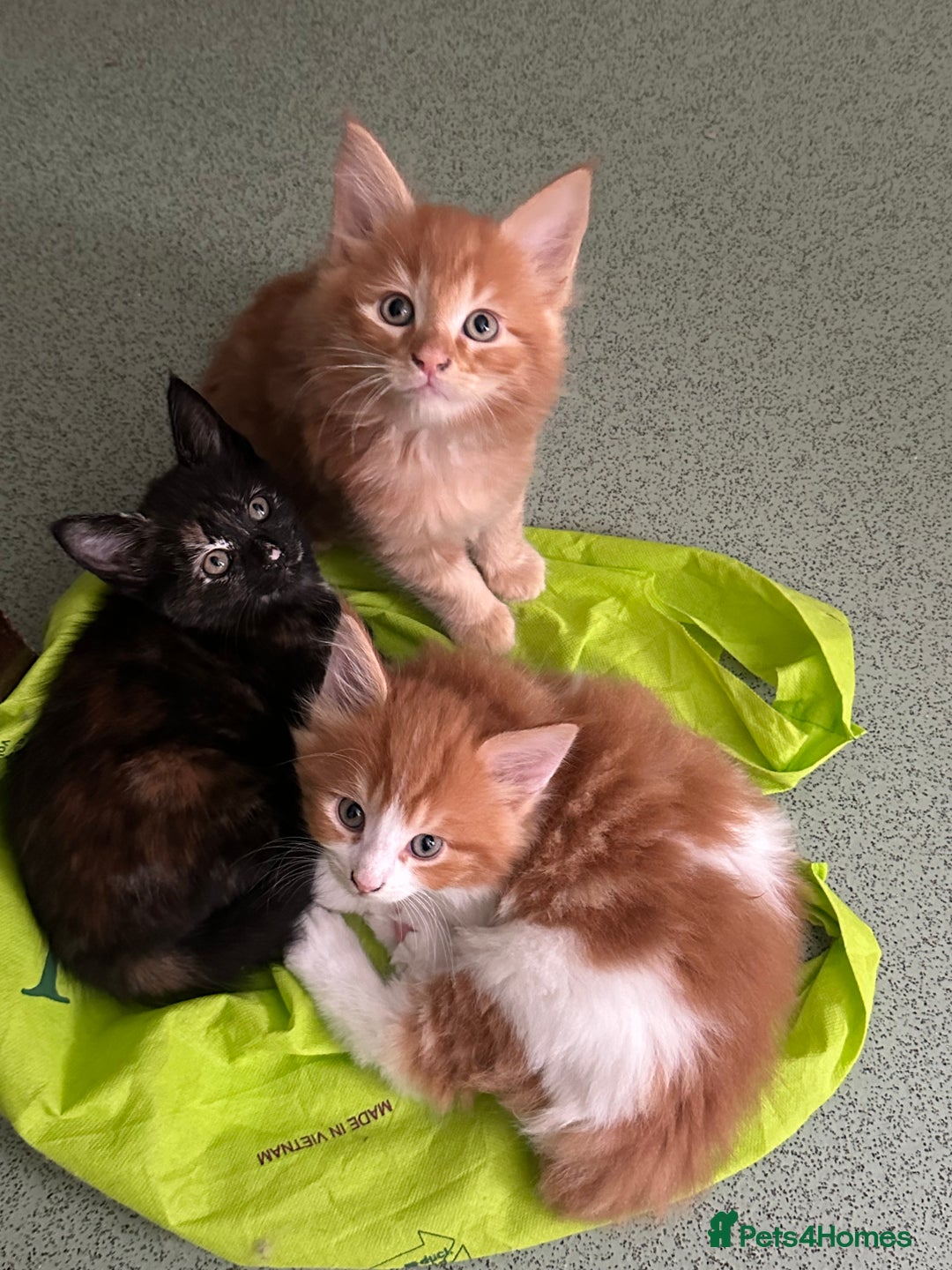 Mixed Breed cats for sale: 5 Maine Coon cross kittens available💞 - Image 7