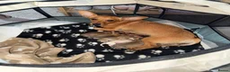 Chiweenie dogs for sale: Chihuahua cross dashcund puppies in Edinburgh - Advert 9