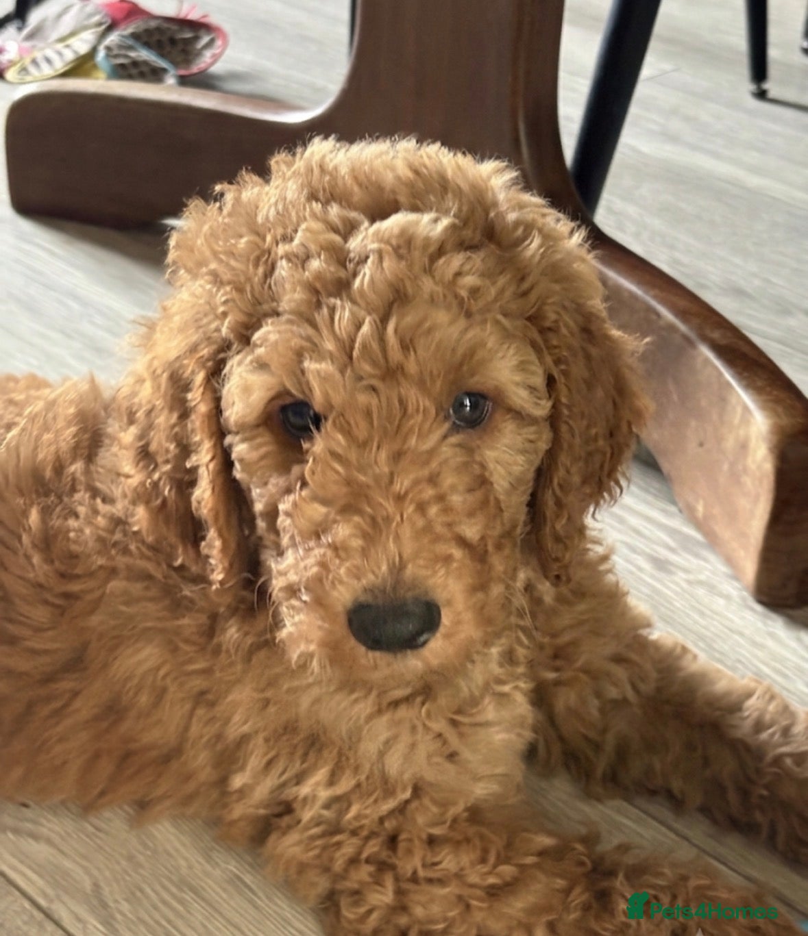 Goldendoodle dogs F1bb goldendoodle puppies  - Advert 2