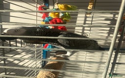 Parrots birds for sale: Semi Tame African Grey - Image 2