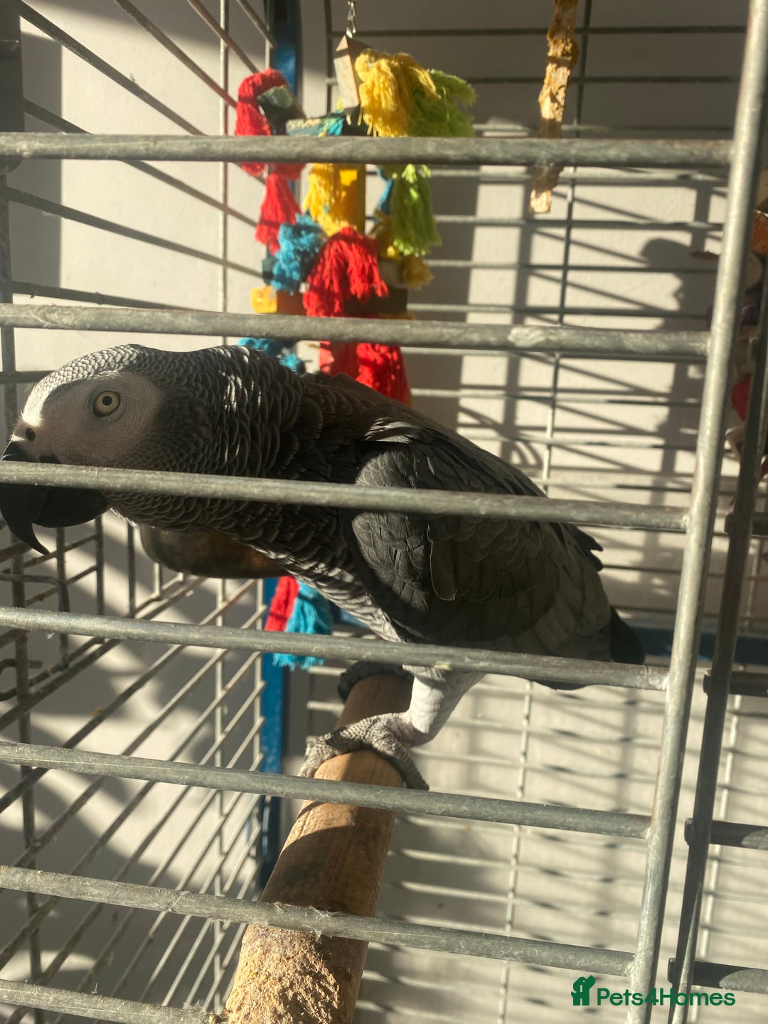 Parrots birds for sale: Semi Tame African Grey - Image 2