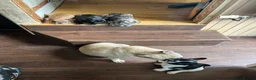 French Bulldog dogs for sale: French bulldog puppies looking for good new home  in Lancaster - Advert 30