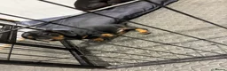 Dachshund dogs for sale: Beautiful dachshund puppies  in Bodmin - Advert 10