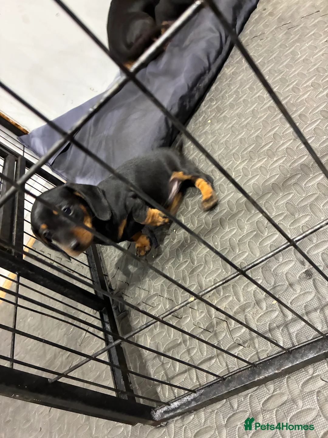 Dachshund dogs for sale: Beautiful dachshund puppies  in Bodmin - Advert 10