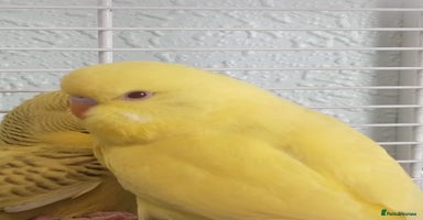 Budgerigars birds - Advert 11