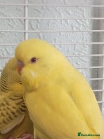 Budgerigars birds - Advert 3