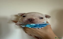 French Bulldog dogs for sale: Stunning platinum and lilac fawn boys and girls - Image 18