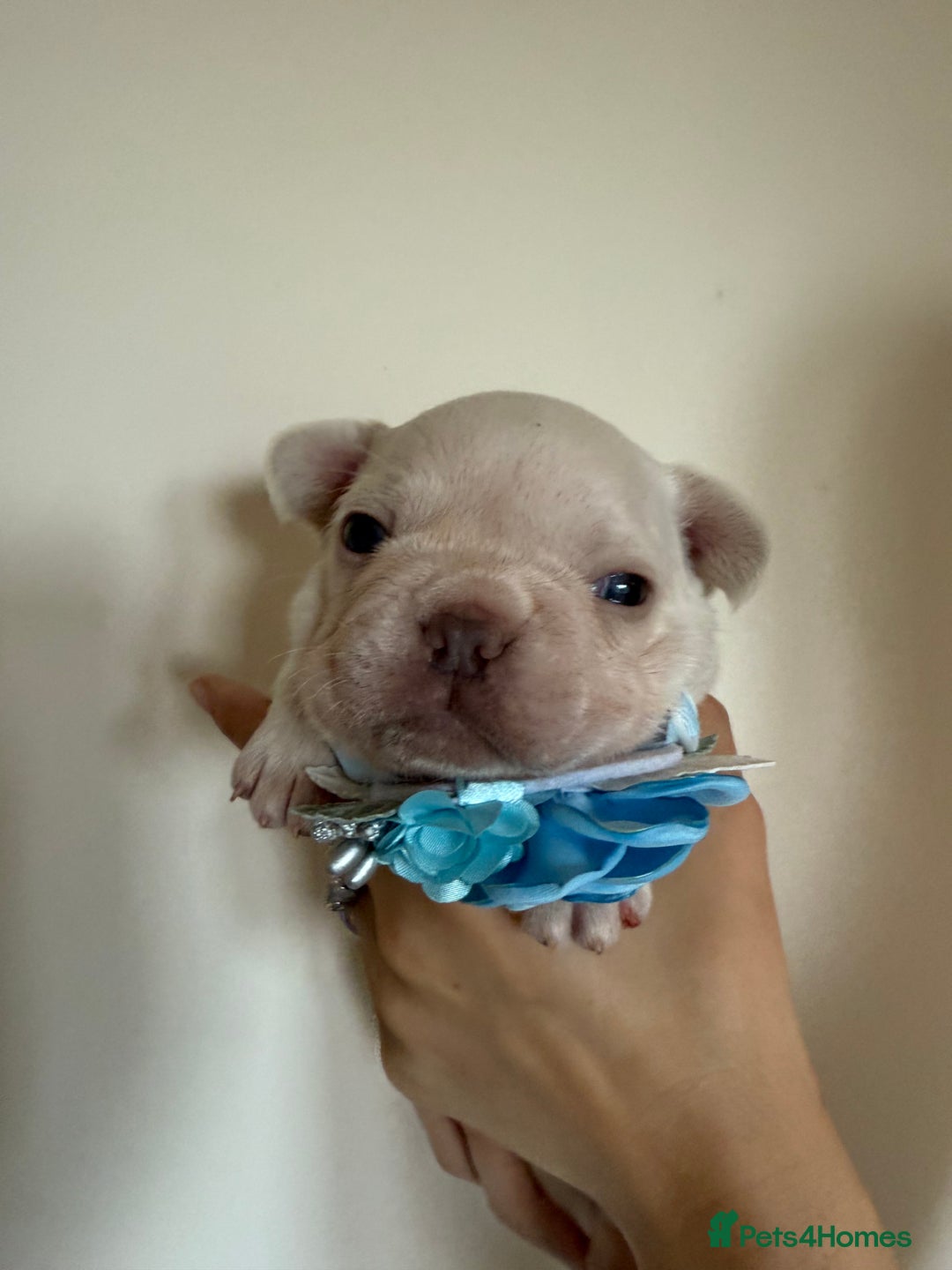French Bulldog dogs for sale: Stunning platinum and lilac fawn boys and girls - Image 18