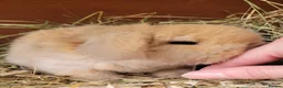 Mini Lop rabbits for sale: Beautiful pure bred mini lops - Advert 5