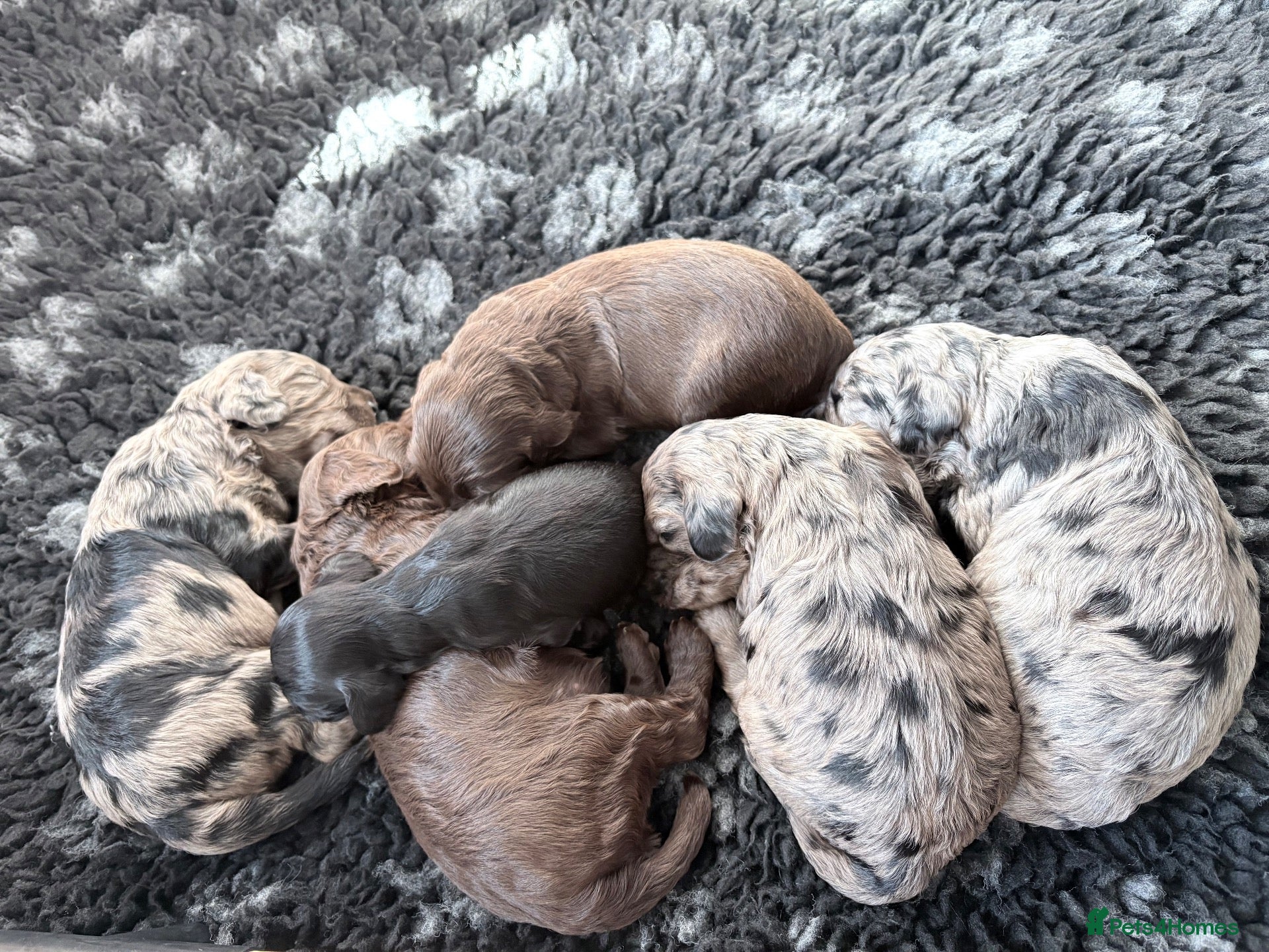 Cockapoo dogs Beautiful f1 cockapoo puppies  - Advert 1