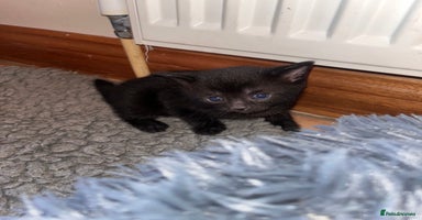 Mixed Breed cats - Advert 5