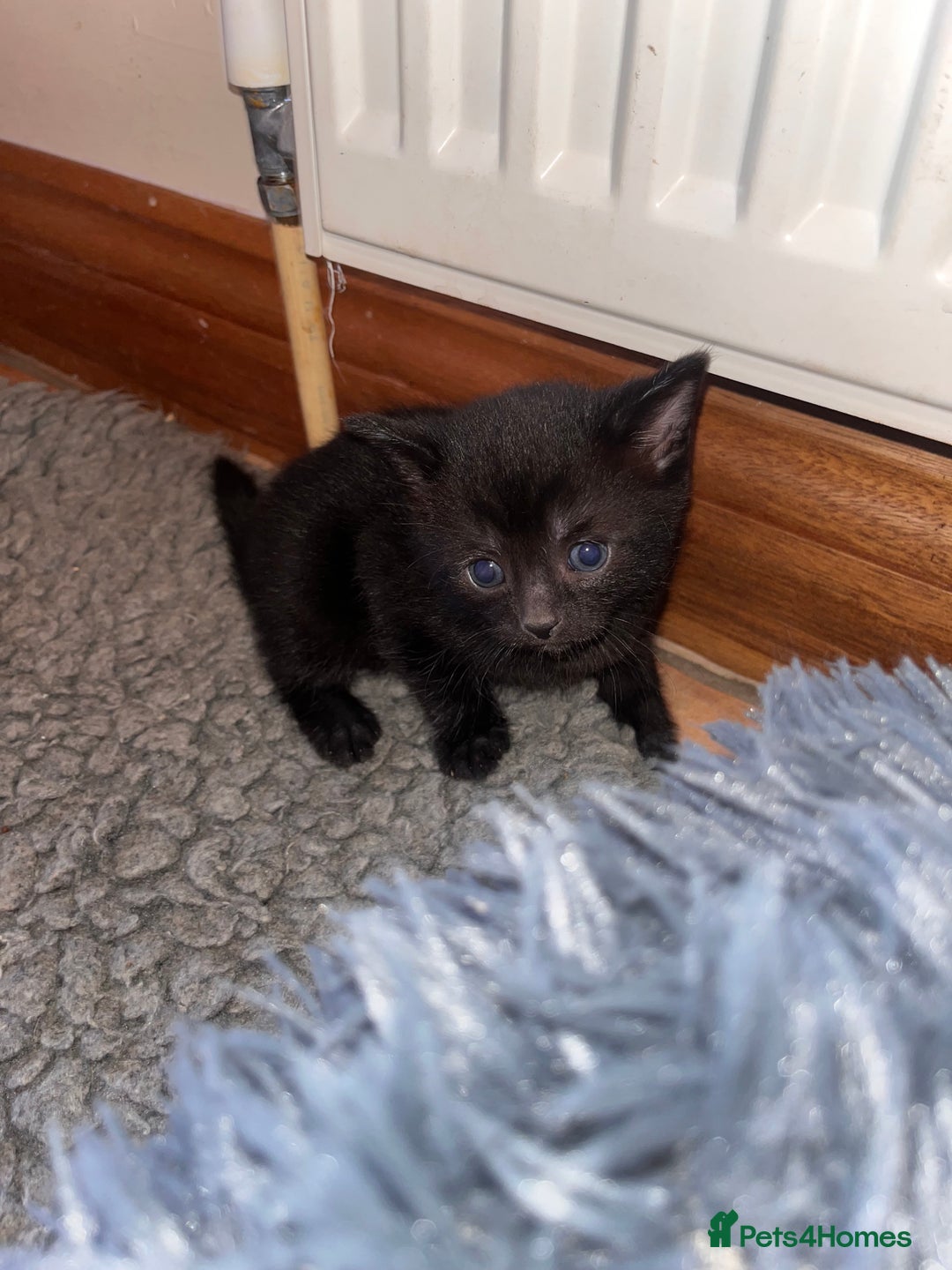 Mixed Breed cats for sale: Gorgeous kittens  - Image 2