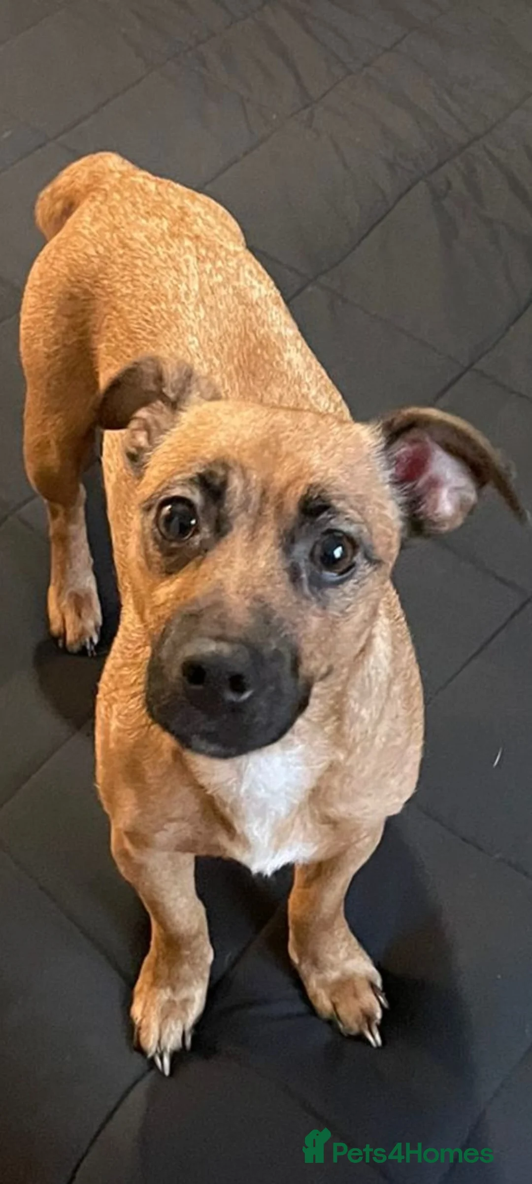 Jack Russell dogs for sale: Only 2 left 1 girl 1 boy Miniature Jack Russell  - Advert 2