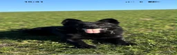 German Shepherd dogs for sale: Elite working line puppies. Repeat breeding! - Advert 6
