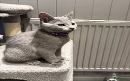 Russian Blue cats for sale: (TOP QUALITY) TICA REGISTERED RUSSIAN BLUE KITTENS - Image 2