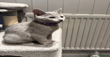 Russian Blue cats - Advert 3