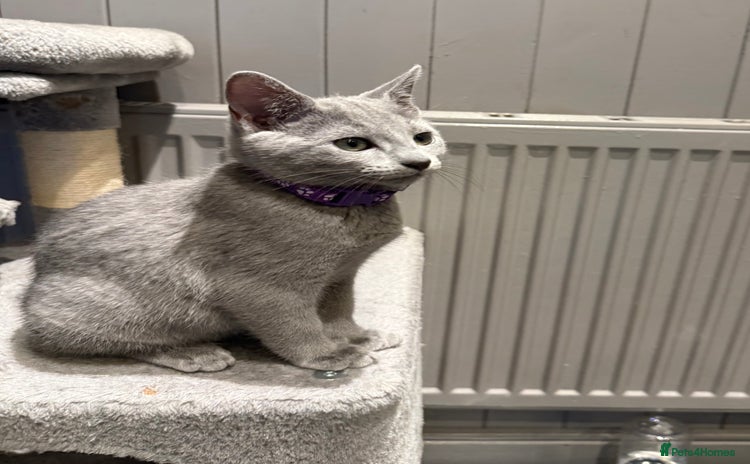 Russian Blue cats - Advert 2