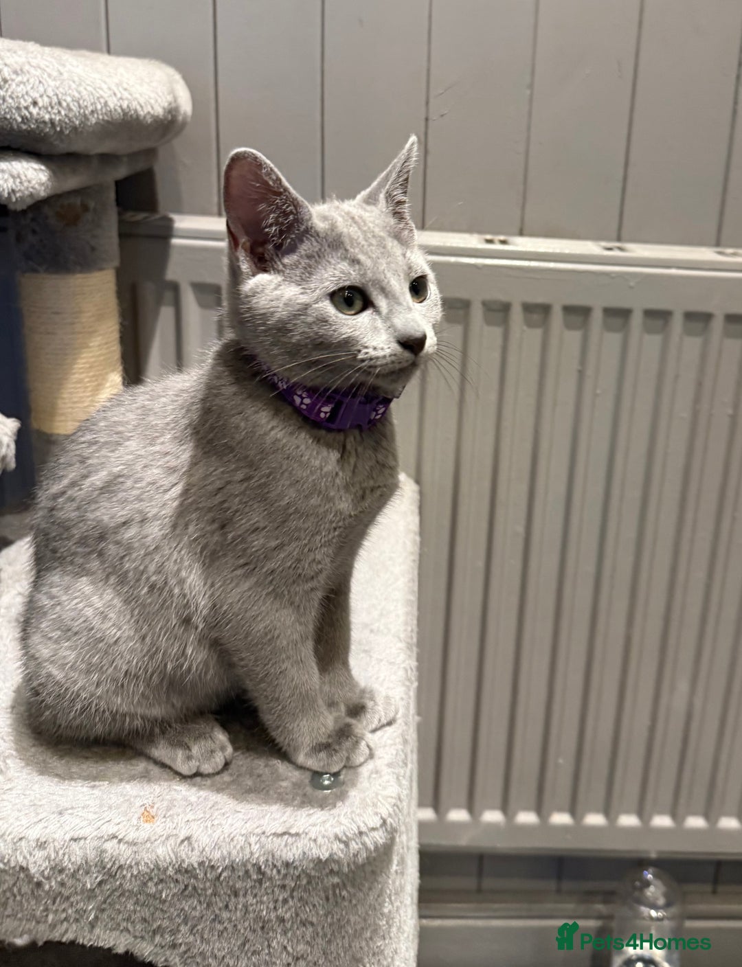 Russian Blue cats for sale: (TOP QUALITY) TICA REGISTERED RUSSIAN BLUE KITTENS - Image 2