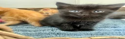 Ragdoll cats for sale: Very affectionate loving black ragdoll boy  - Advert 10