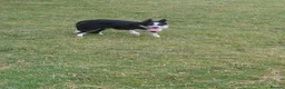 Border Collie dogs for sale: Border collie dogs for sale  in Machynlleth - Advert 8