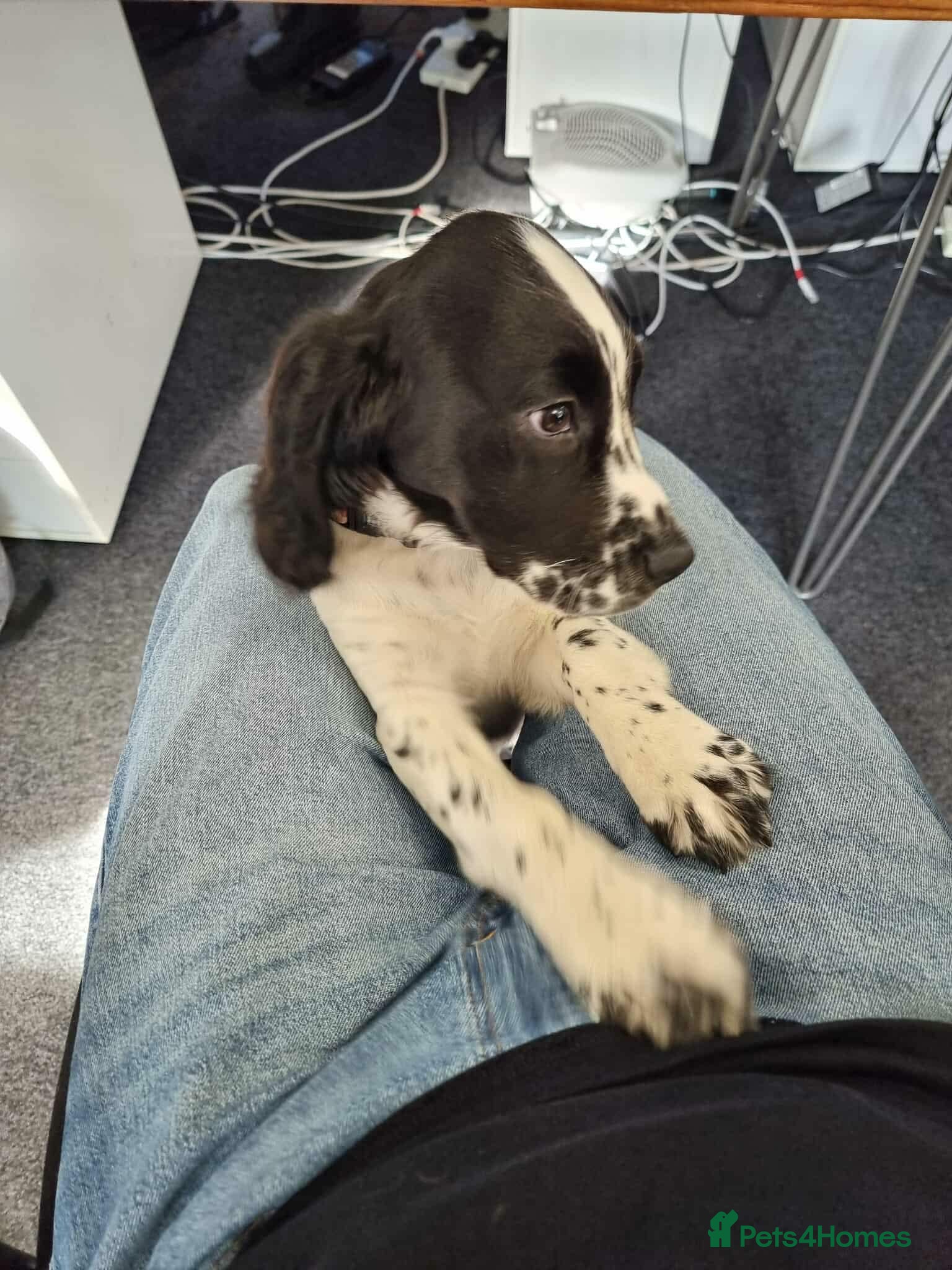 Mixed Breed dogs 7 month old cocker spaniel  - Advert 3