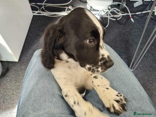 Mixed Breed dogs 7 month old cocker spaniel - Advert 1