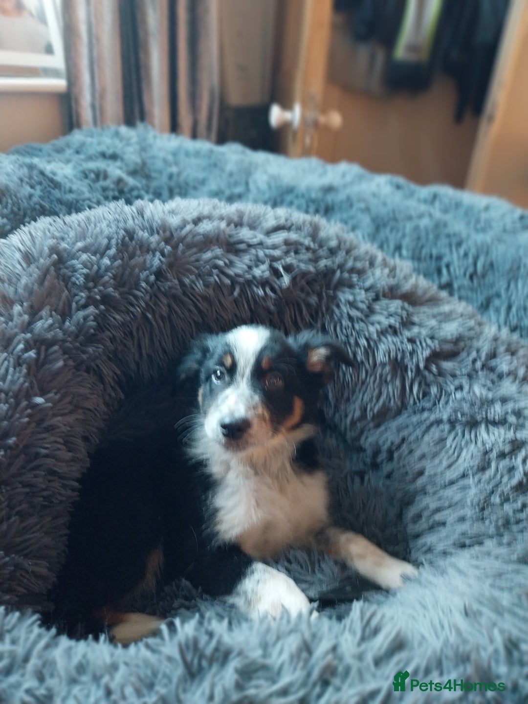 Border Collie dogs for sale: Beautiful border collie puppies - Advert 3