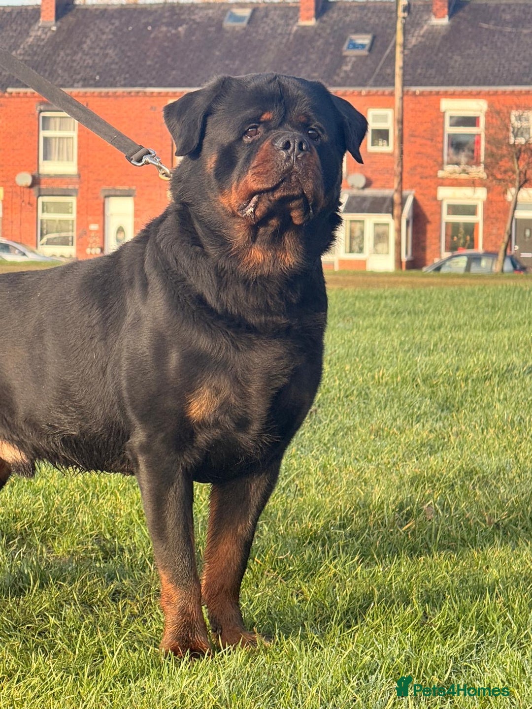 Rottweiler dogs for stud: Top quality health tested kc male German X serbian - Advert 8