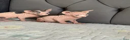 Sphynx cats for sale: sphynx kittens for sale - Advert 24