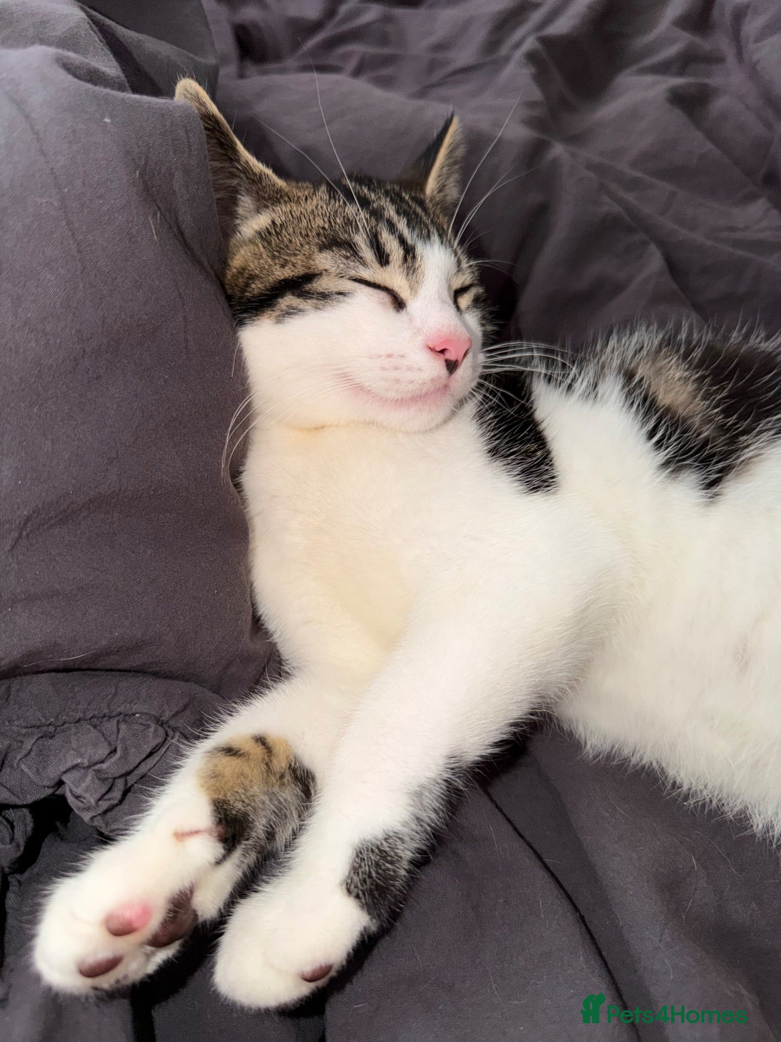 Mixed Breed cats Kevin - Advert 1