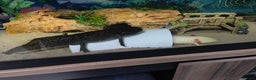Axolotl reptiles for sale: Axolotls - Advert 1