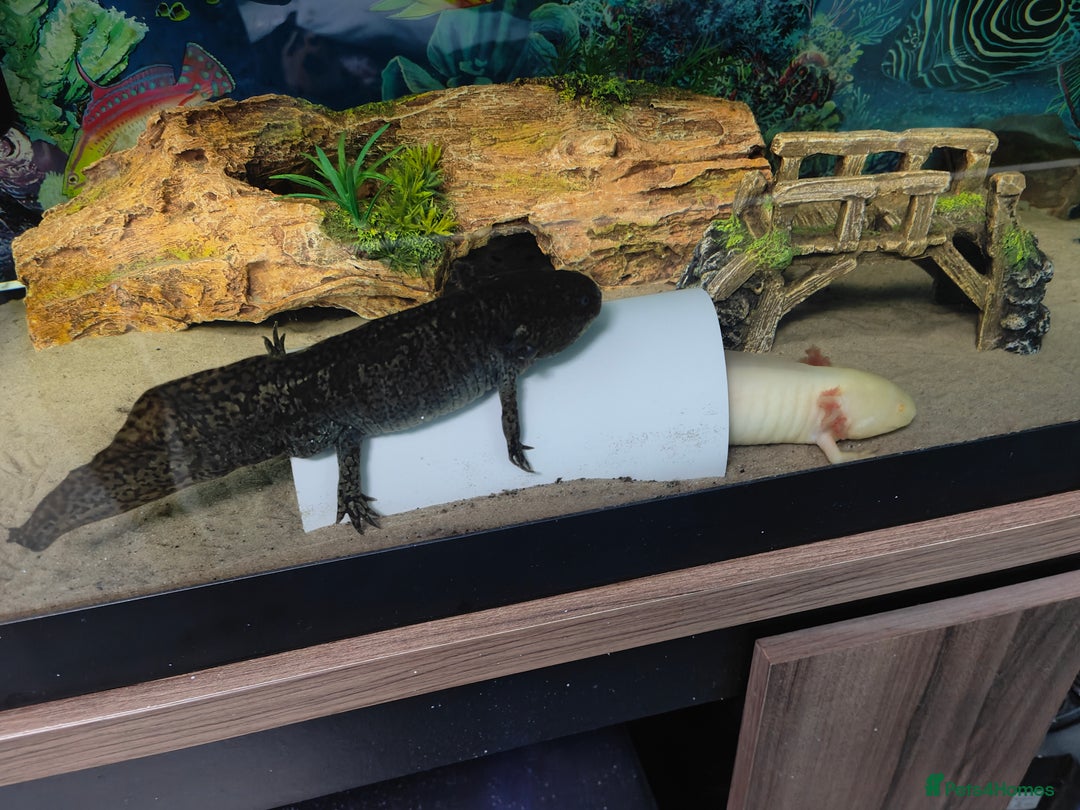 Axolotl reptiles for sale: Axolotls - Advert 1