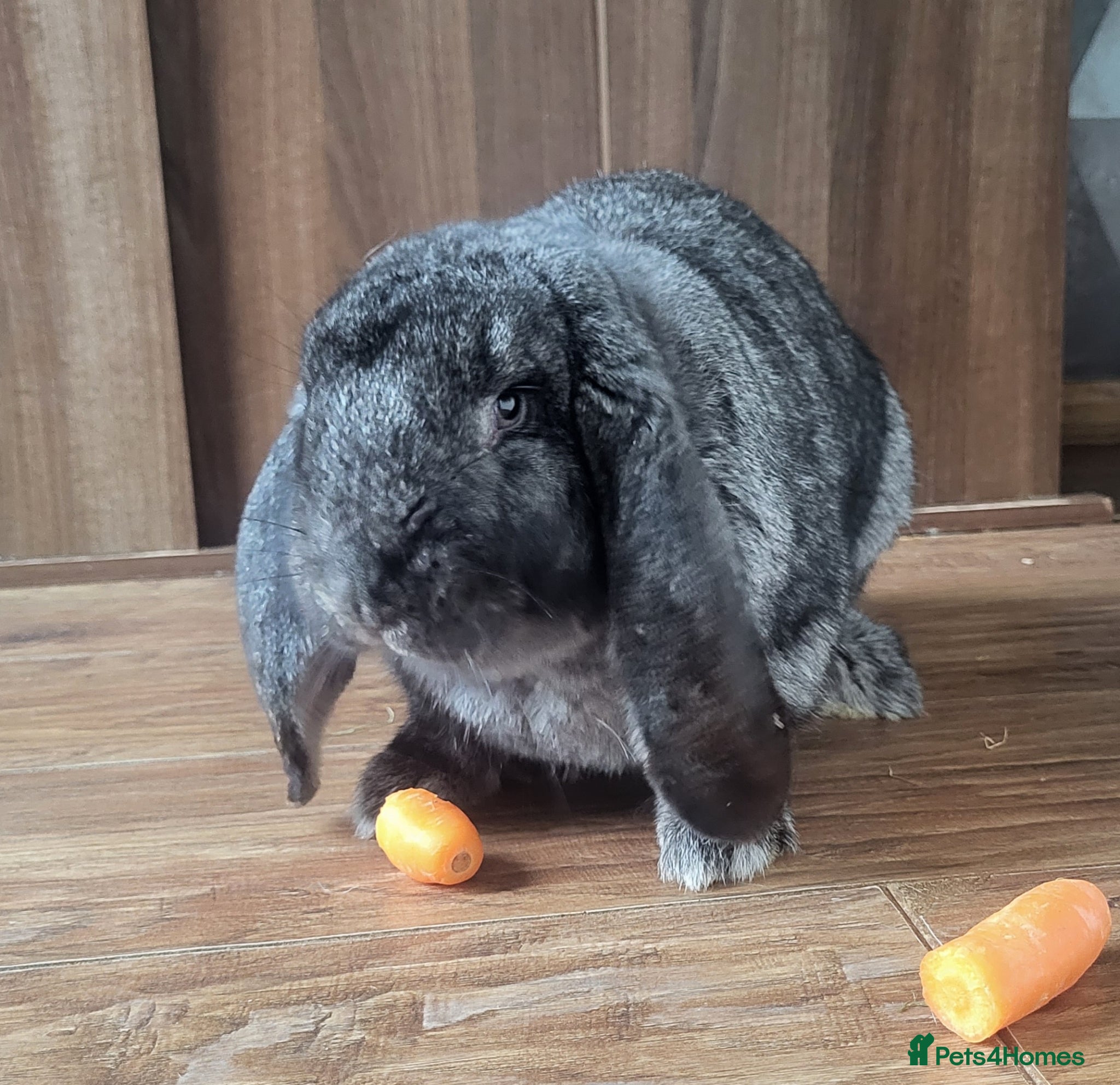 French Lop rabbits Female French Lop - Advert 1