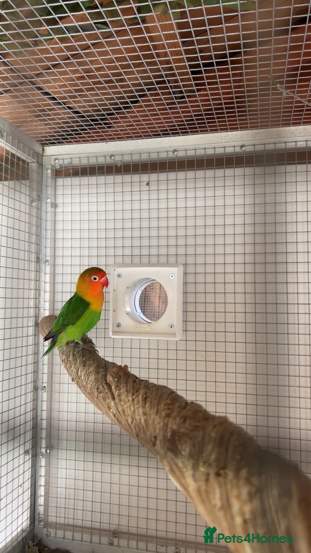 Lovebirds birds for sale: Love bird 60 pound  - Advert 2