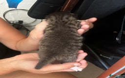 British Shorthair cats for sale: Kittens - Image 7