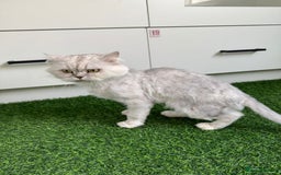 Mixed Breed cats for adoption: [Indoors Only] Chloe - Chilled and Chatty Cutie - Image 4