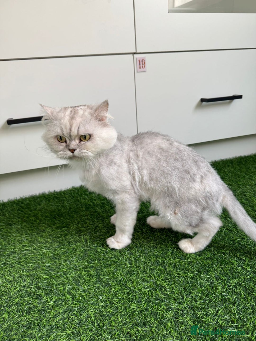 Mixed Breed cats for adoption: [Indoors Only] Chloe - Chilled and Chatty Cutie - Image 4