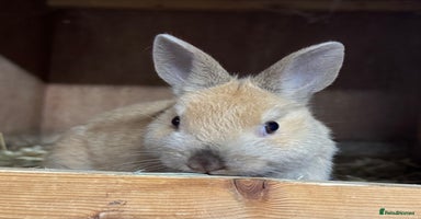 Netherland Dwarf rabbits - Advert 11