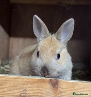 Netherland Dwarf rabbits - Advert 3