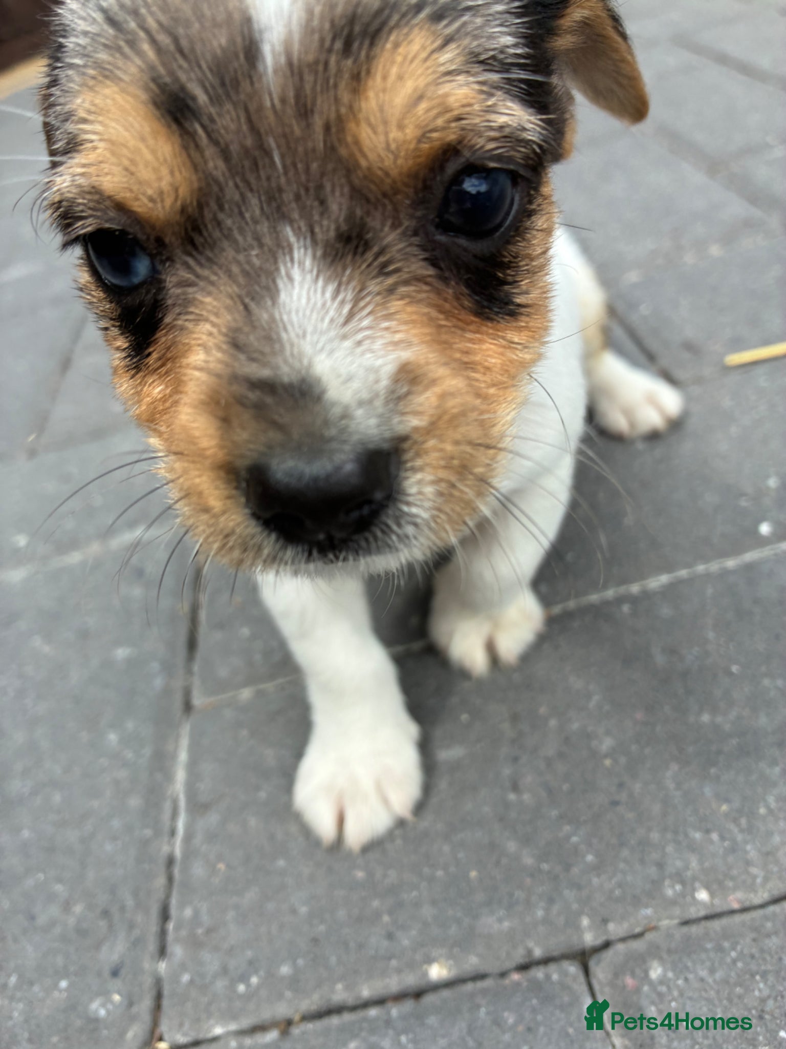 Mixed Breed dogs for sale: Jack Russell x Yorkshire Terrier  - Advert 11