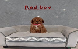 Cavachon dogs for sale: Beautiful Cavapoochon puppies 🥰 - Image 9