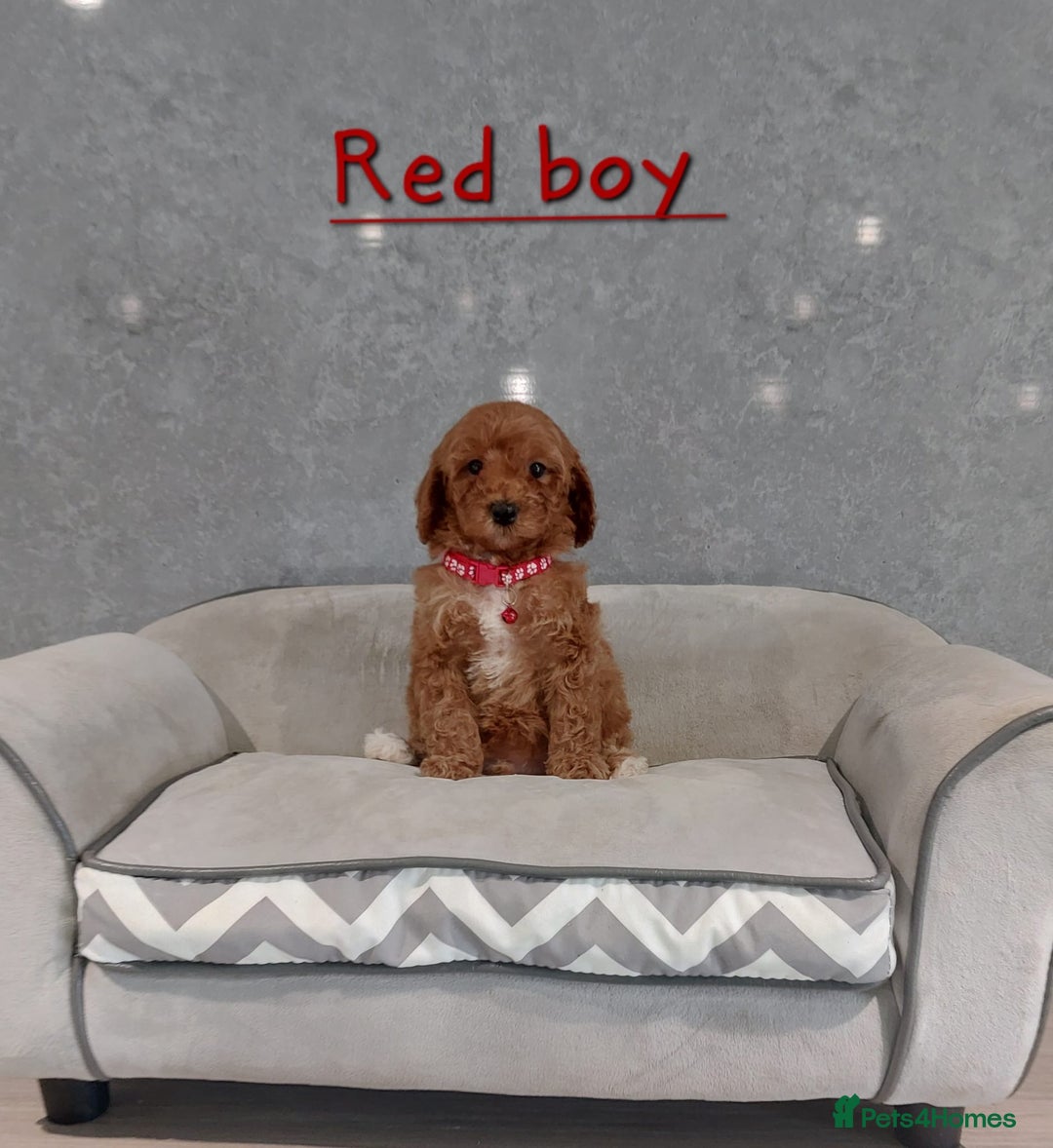 Cavachon dogs for sale: Beautiful Cavapoochon puppies 🥰 - Image 9
