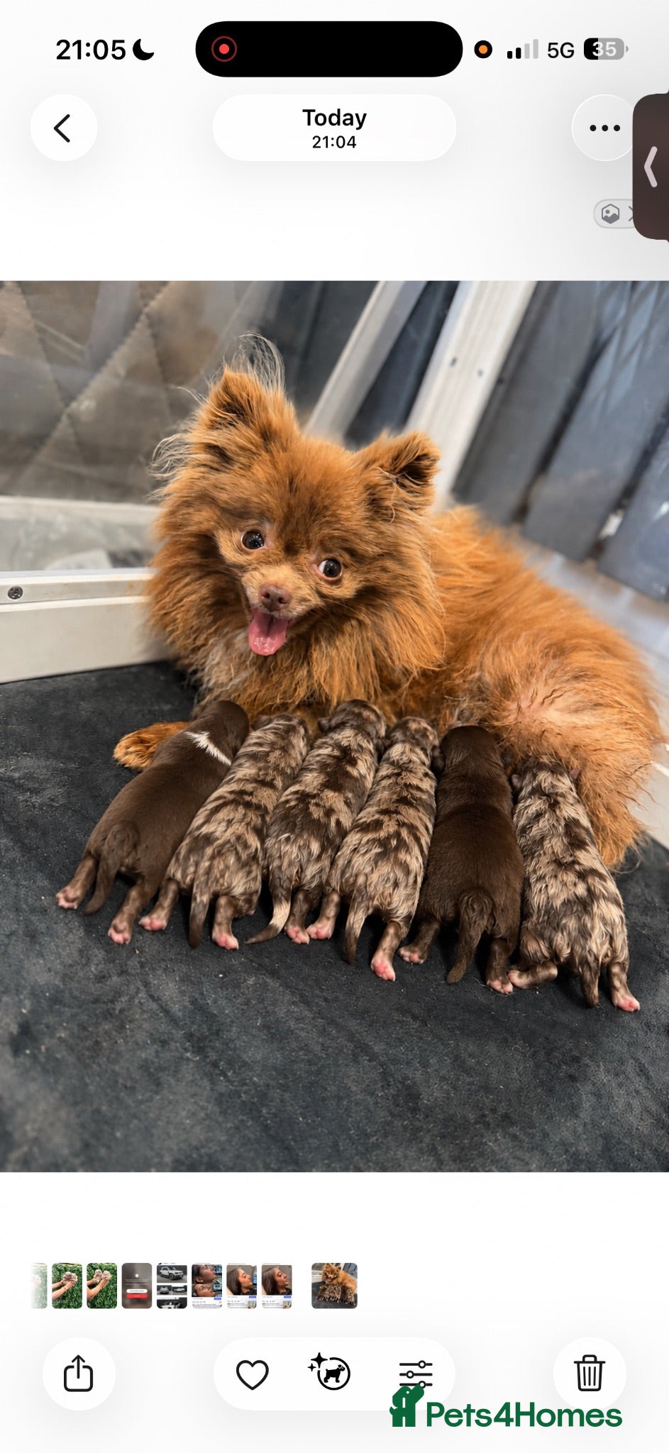 Pomeranian dogs Lilac Chocolate Merle Babies  - Advert 2